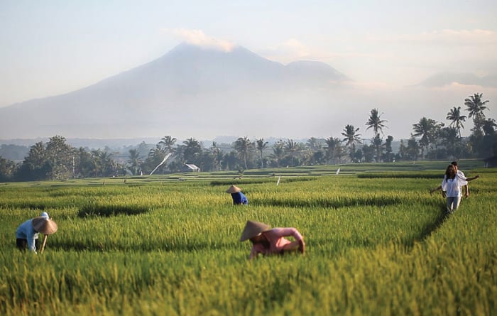 1 - View to Rice Fields and Volcano